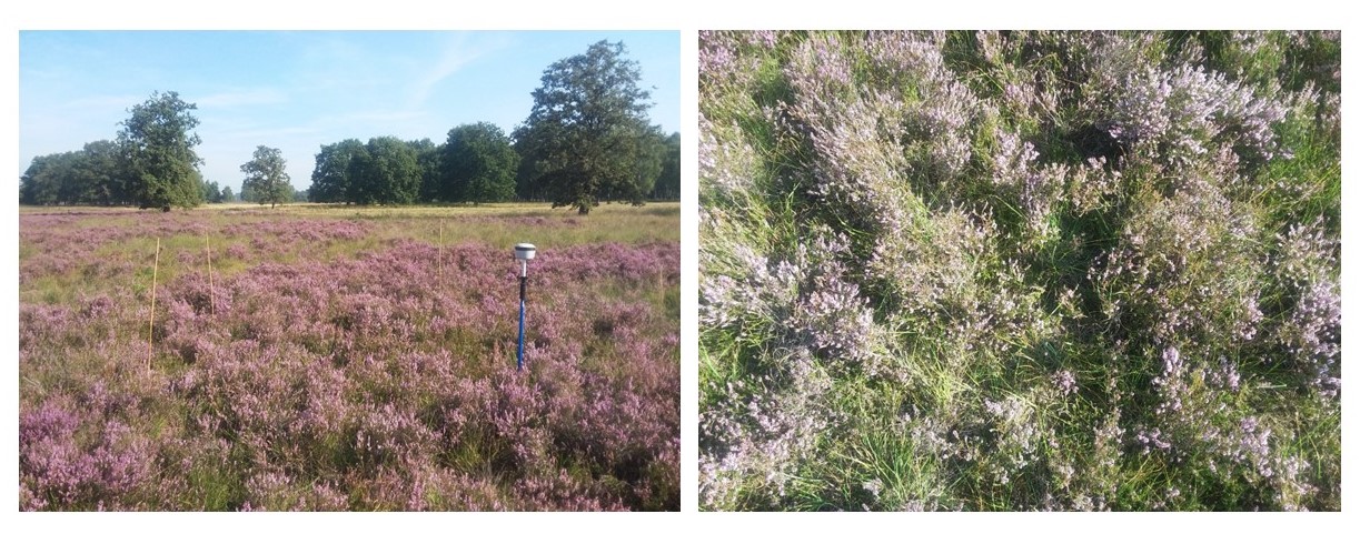 Voorbeeld van een foto van het proefvlak in het landschap (links) en ingezoomd op het proefvlak zelf (rechts)