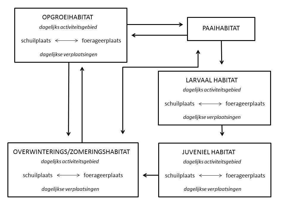 Functionele eenheden in de levensyclus van vissen, met aanduiding van de bezochte leefgebieden en dagelijkse en seizoensgebonden verplaatsingen er tussen (uit: Coeck et al. 2000; aangepast naar Northcote 1978)