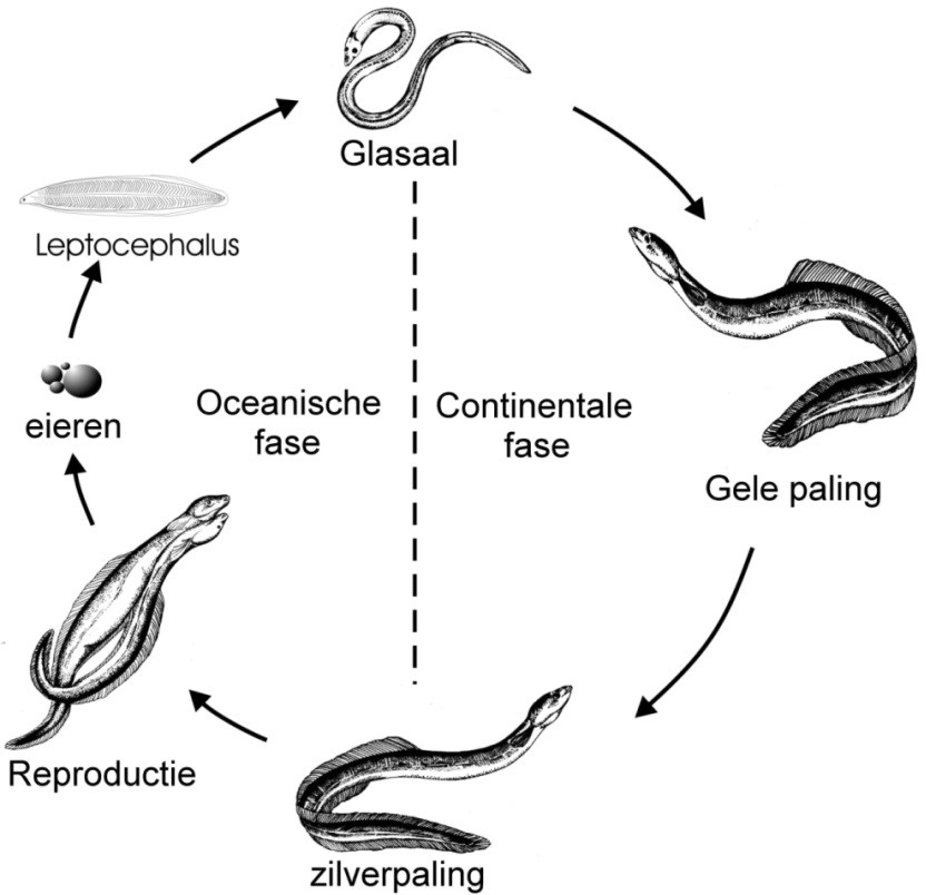 De levenscyclus en de belangrijkste ontwikkelingsstadia van paling (Belpaire 2008).
