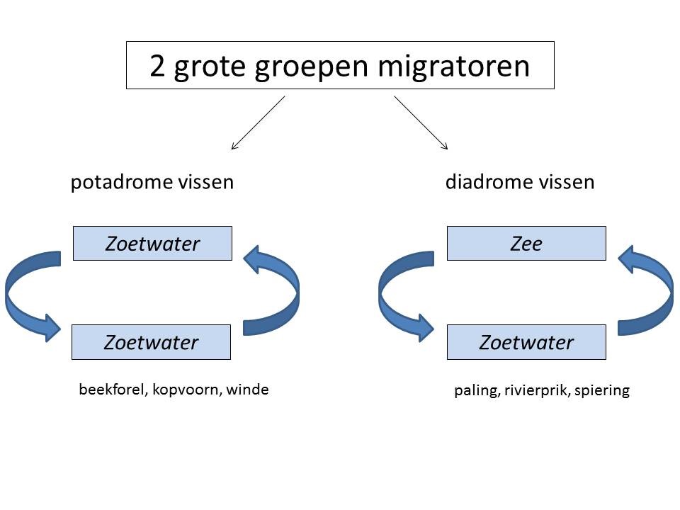 Schematische voorstelling van de onderverdeling van vissoorten volgens hun migratiegedrag