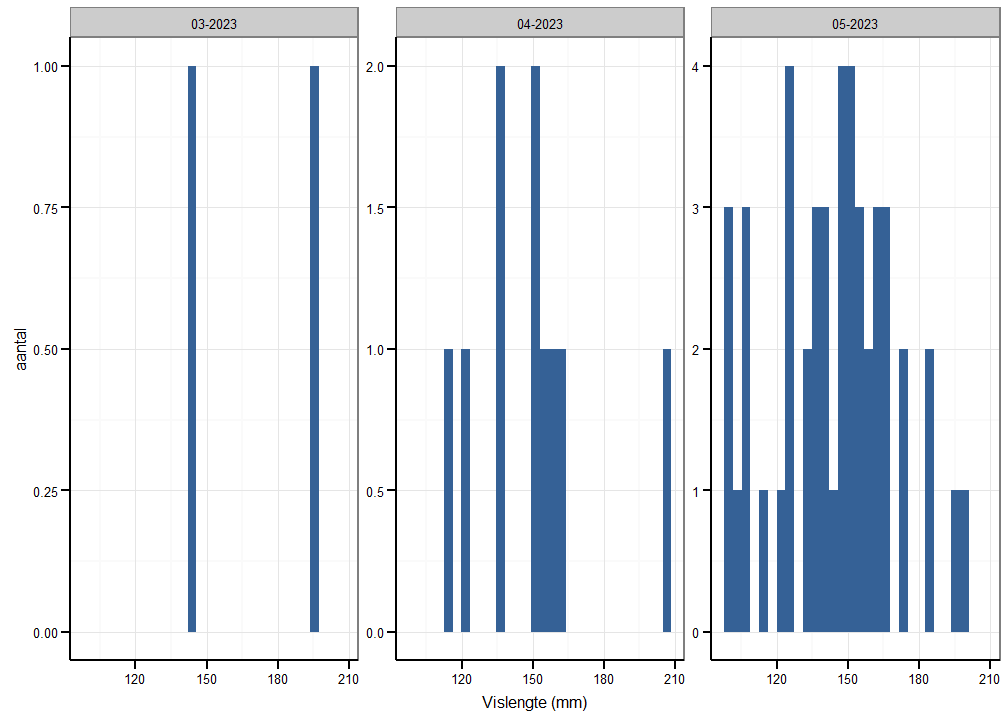 Lengteverdeling van elvers gevangen met de palinggoot in Balgerhoeke voor de drie verschillende maanden van de studieperiode (22 maart 2023 - 25 mei 2023).