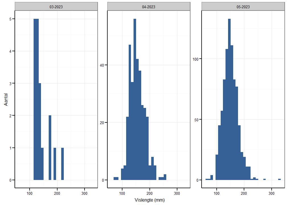 Lengteverdeling van elvers gevangen met substraten in Balgerhoeke voor de drie verschillende maanden van de studieperiode (22 maart 2023 - 25 mei 2023).