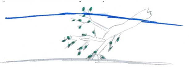 Meten van de hout cover