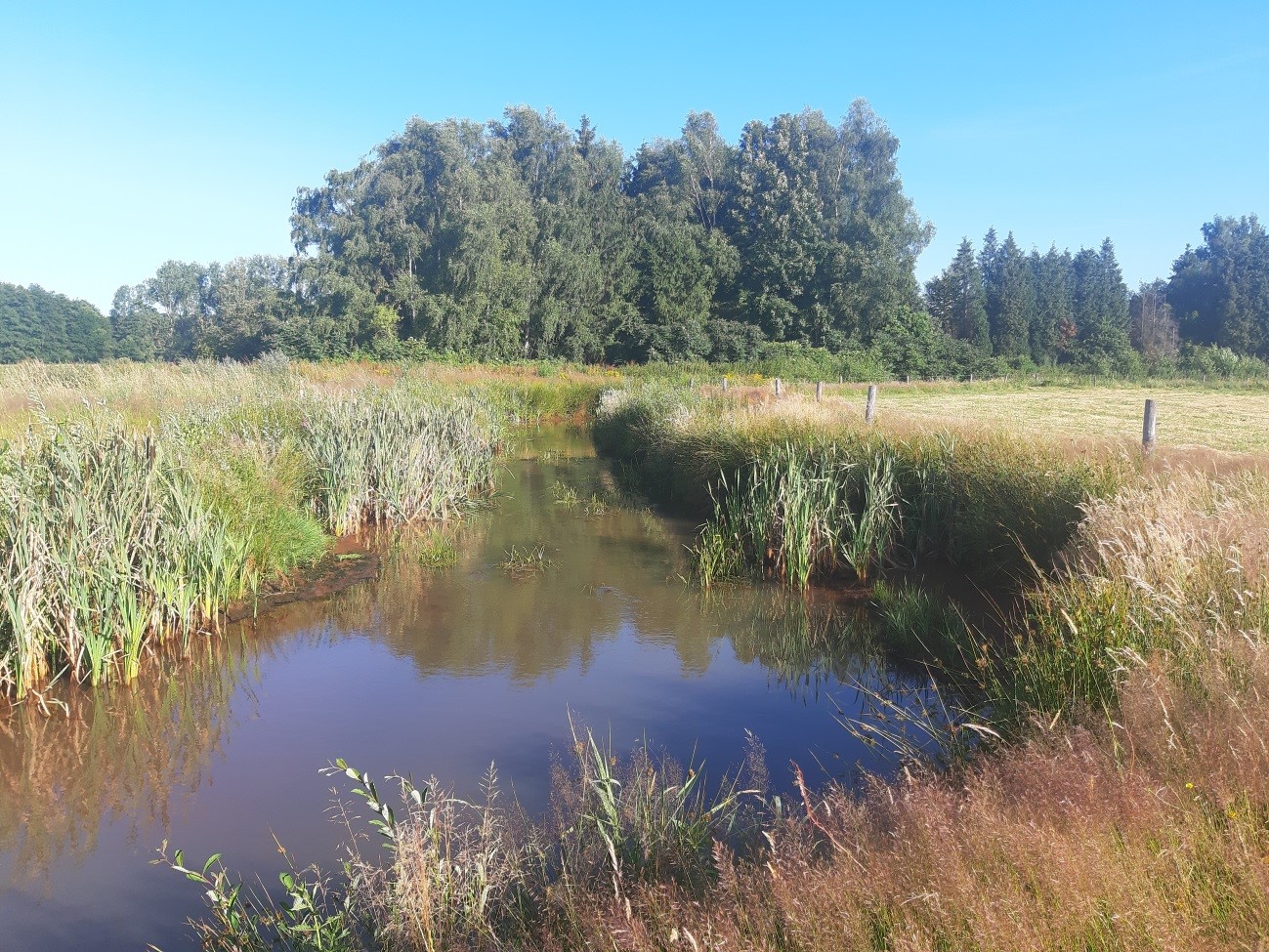 Verbreding in traject 4 van sectie Bocht van Laren met lage stroomsnelheden in de ondiepe oeverzone (Foto's David Buysse).