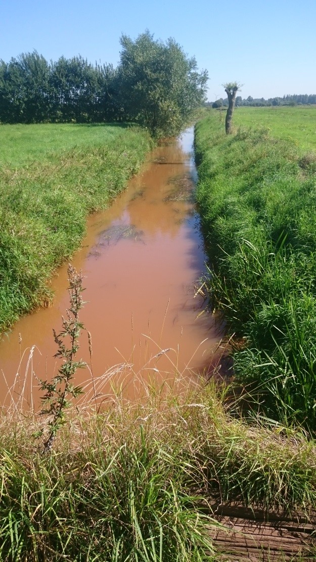 Vergelijking van waterplantenbedekking van traject 1 en 6 in 2016 in de controle-sectie (Foto's David Buysse).