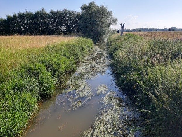 Vergelijking van waterplantenbedekking van traject 1 en 6 in 2019 in de controle-sectie (Foto's David Buysse).