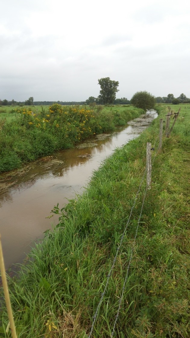 Vergelijking van waterplantenbedekking van traject 1 en 6 in 2016 in de controle-sectie (Foto's David Buysse).