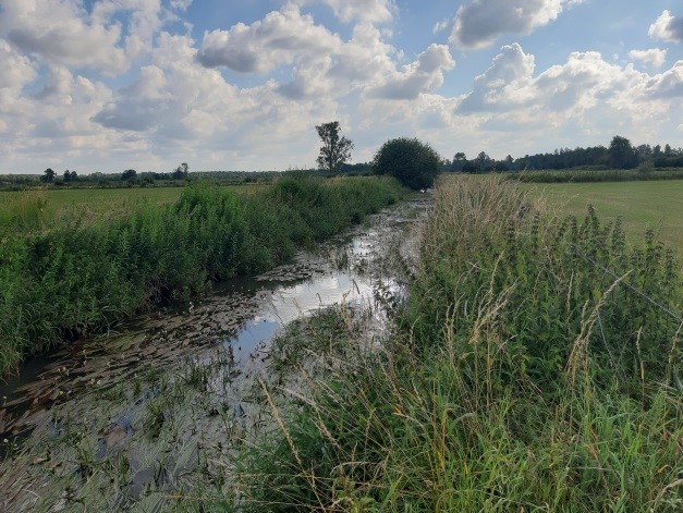 Vergelijking van waterplantenbedekking van traject 1 en 6 in 2019 in de controle-sectie (Foto's David Buysse).