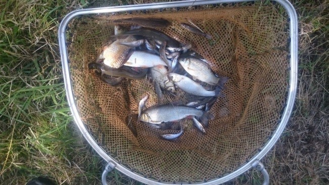 Kopvoorn, riviergrondel, giebel en paling gevangen in de Zwarte Beek (Foto's Stijn Bruneel).