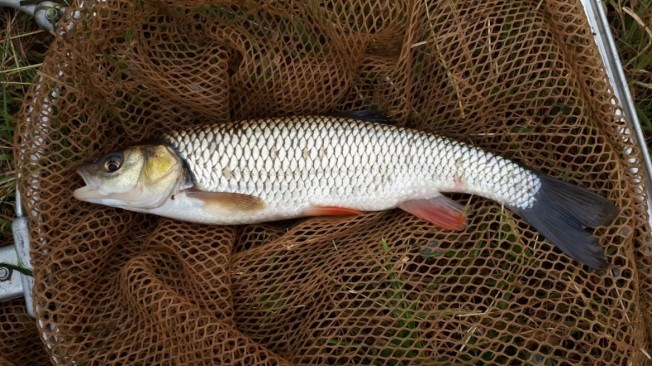 Kopvoorn, riviergrondel, giebel en paling gevangen in de Zwarte Beek (Foto's Stijn Bruneel).