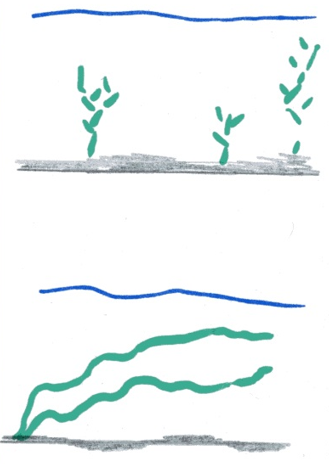 Meten van de cover van de waterplanten dun