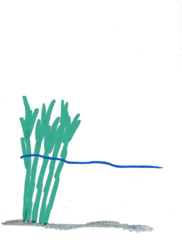 Meten van de cover van de waterplanten emerse