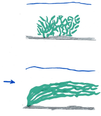 Meten van de cover van de waterplanten pak