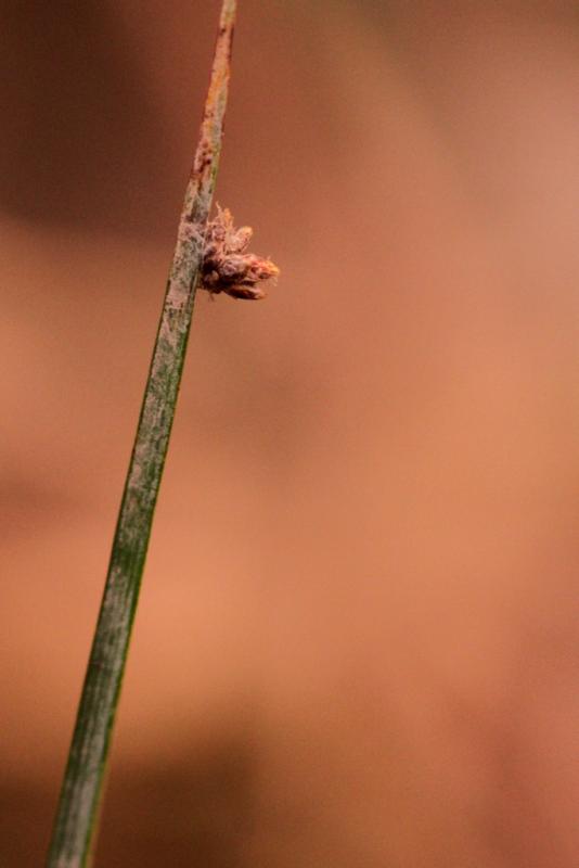 Driekantige bies (foto: Johannes Jansen)
