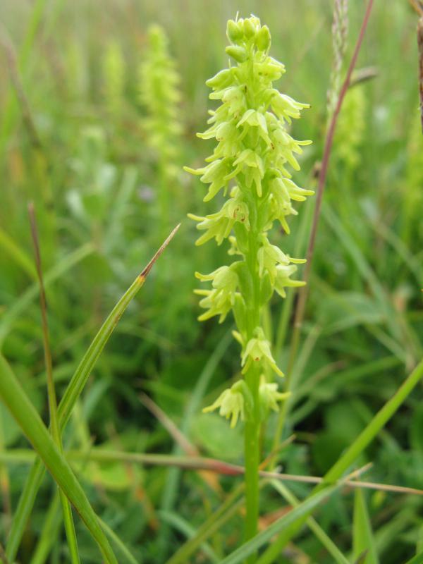 Honingorchis (foto: Hans Van Steenbrugge)