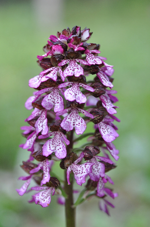 Purperorchis (foto: Wouter Van Landuyt)