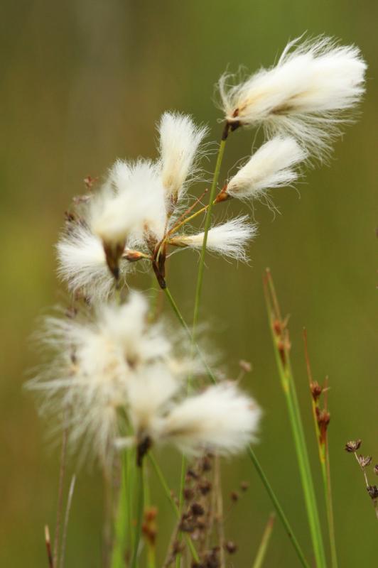 Slank wollegras (foto: Johannes Jansen)