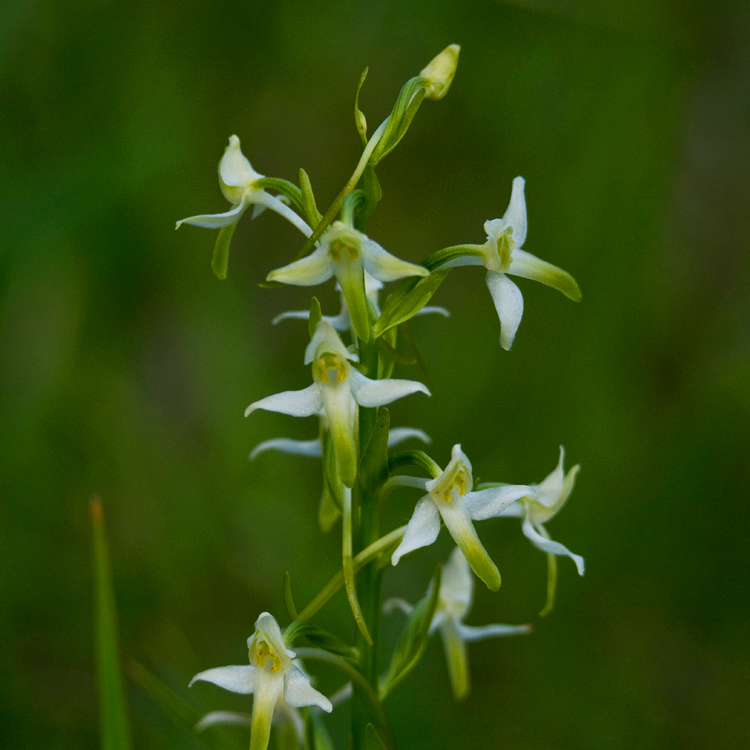 Welriekende nachtorchis (foto: Johan Steuperaert)