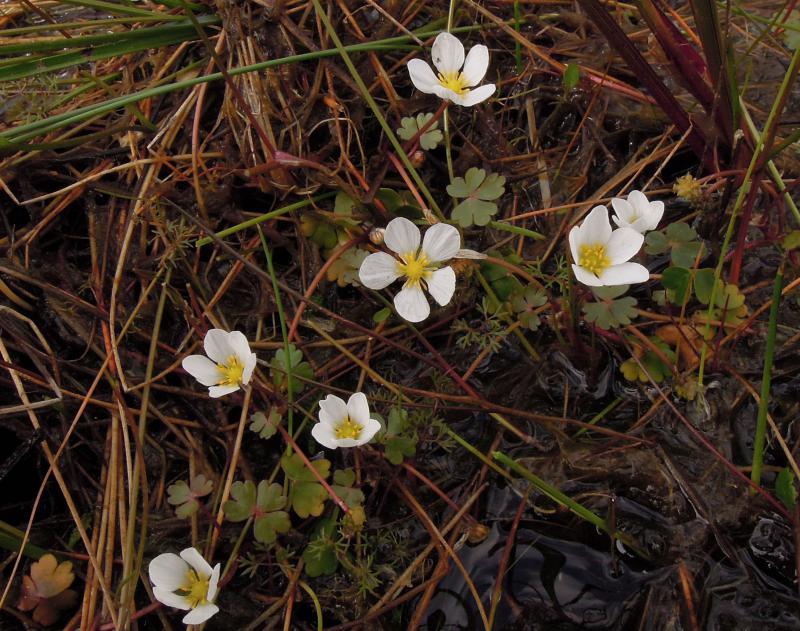 Witte waterranonkel (foto: Peter Van Der Schoot)
